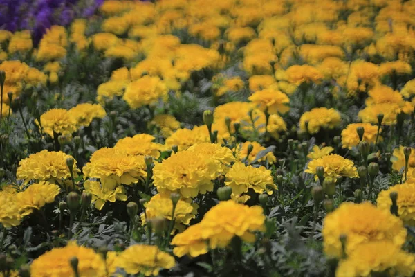 Flores de calêndula — Fotografia de Stock