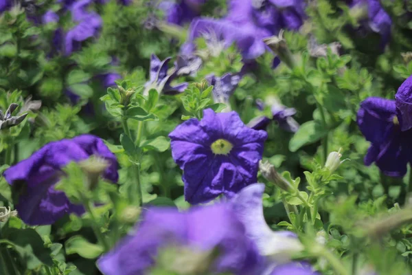 피튜니아 자연 꽃에서 꽃 보기 — 스톡 사진