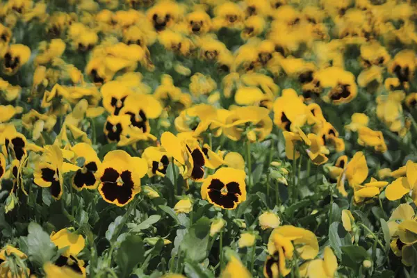 A Viola tricolor — Fotografia de Stock