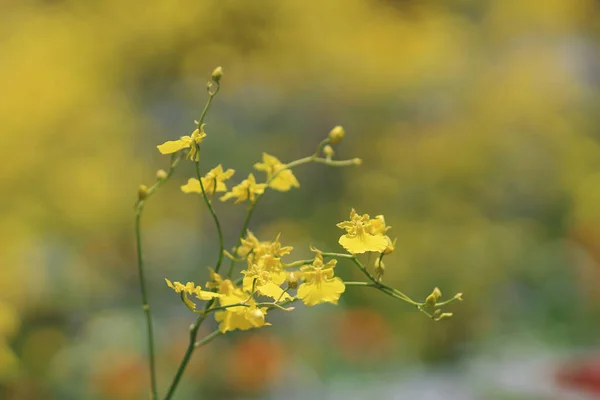 Ne zaman çiçekleri Oncidium dans — Stok fotoğraf