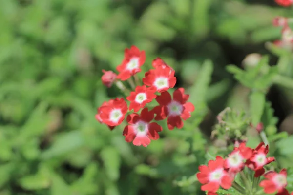 A garden verbena — Stock Photo, Image