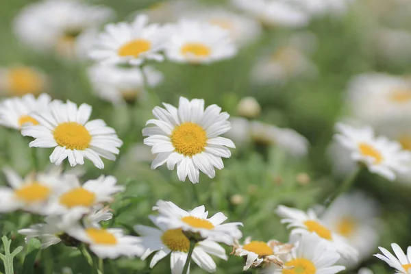 A Leucanthemum paludosum — 图库照片