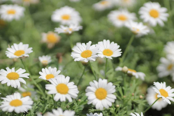 A Leucanthemum paludosum — Zdjęcie stockowe