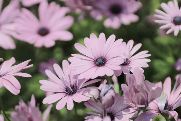 Osteospermum 花 — ストック写真