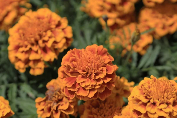 The marigold flowers — Stock Photo, Image