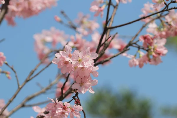 La ciliegia Sakura — Foto Stock