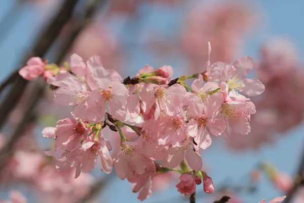 La cereza Sakura — Foto de Stock
