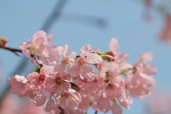 Bloeiende kersenboom — Stockfoto