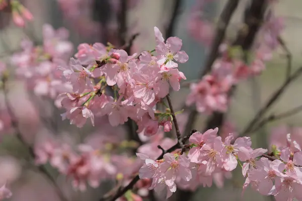 The Sakura cherry — Stock Photo, Image
