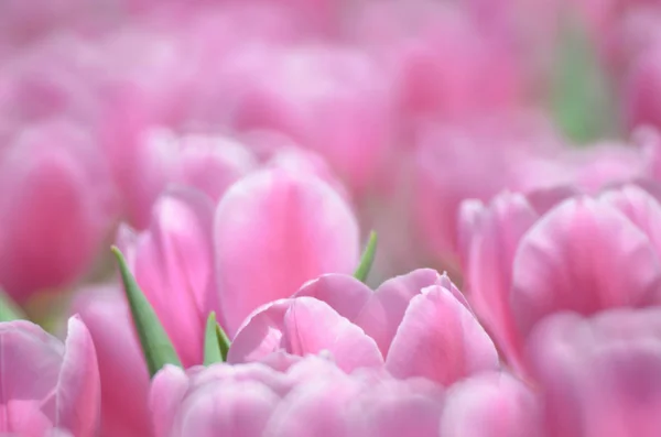 Tulipani in primavera — Foto Stock