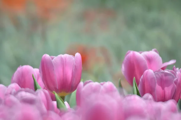 Tulipa rosa com bokeh — Fotografia de Stock