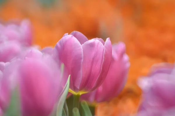 Tulipas no sol de verão — Fotografia de Stock