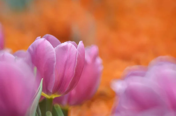 Tulipas na primavera — Fotografia de Stock