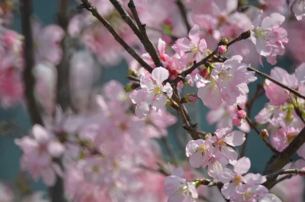 Flores de cerezo en plena floración — Foto de Stock