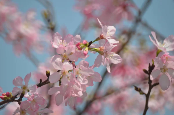 Pink cherry flowers blooming in springtime. — Stock Photo, Image