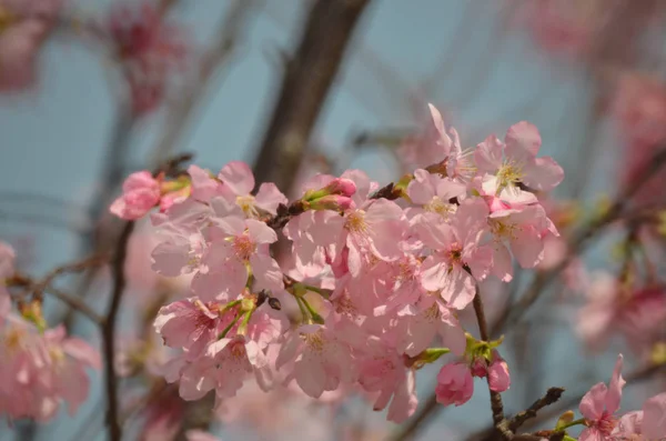 可憐なピンク色の桜の背景 — ストック写真