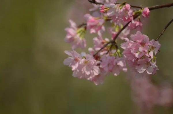 Cherry blossoms in full bloom — Stock Photo, Image