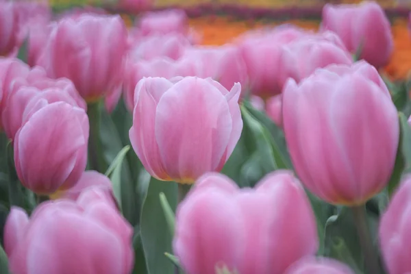 Die rosa Tulpen — Stockfoto