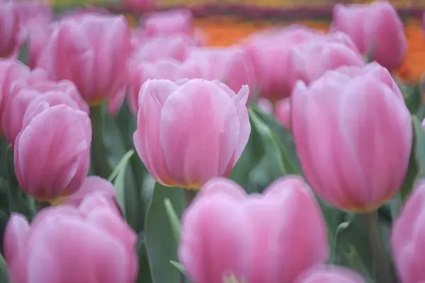 Die rosa Tulpen — Stockfoto