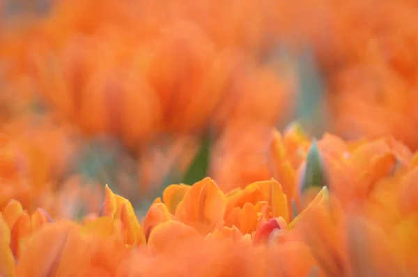 Tulipano giallo arancio con sfondo grigio bokeh . — Foto Stock