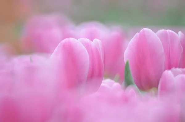 Tulpe mit grauem Bokeh-Hintergrund. — Stockfoto