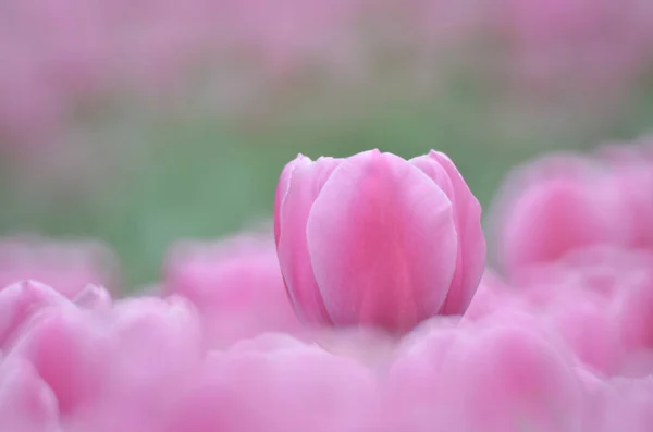 Tulip with gray bokeh background. — Stock Photo, Image