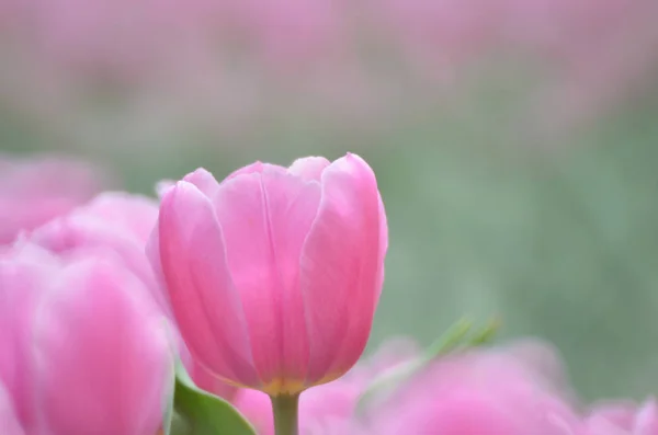 Tulipa com fundo bokeh cinza . — Fotografia de Stock