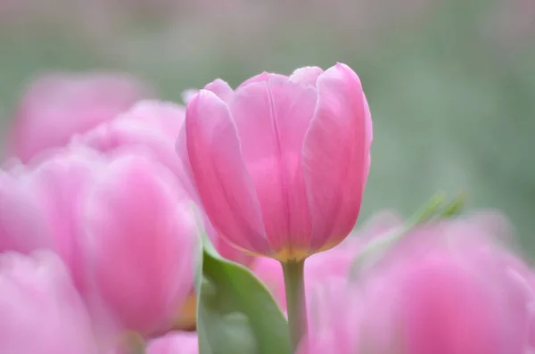 Tulipas na primavera — Fotografia de Stock