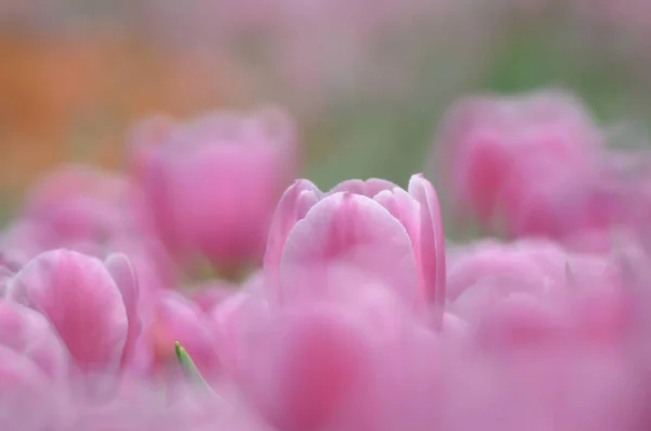 Tulips in spring — Stock Photo, Image