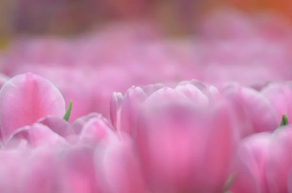 Tulipanes en primavera — Foto de Stock