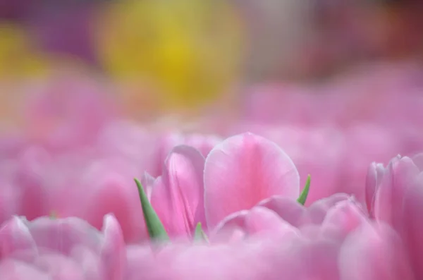 Tulips in spring — Stock Photo, Image