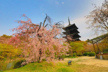Toji Tapınağı Bahar, kyoto, Japonya