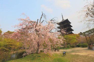 Toji Tapınağı Bahar, kyoto, Japonya