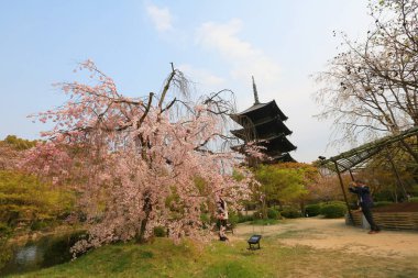 Toji Tapınağı Bahar, kyoto, Japonya