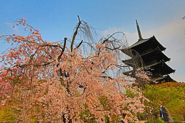 Toji Tapınağı Bahar, kyoto, Japonya