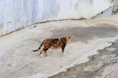 hong kong Street evsiz kedi