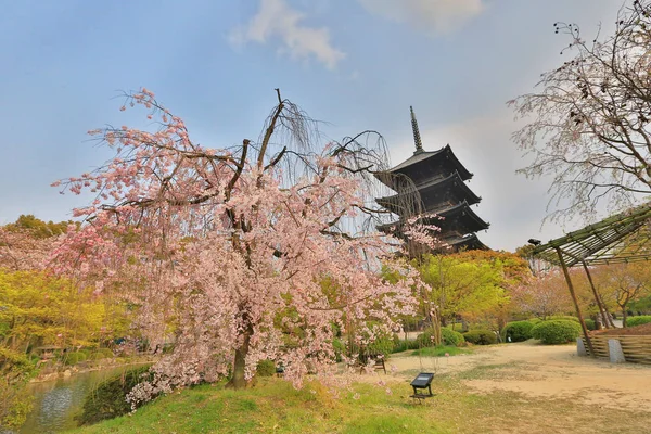 Toji Tapınağı Bahar, kyoto, Japonya