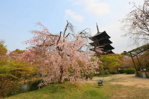 Toji храм у весну, Кіото, Японія — стокове фото