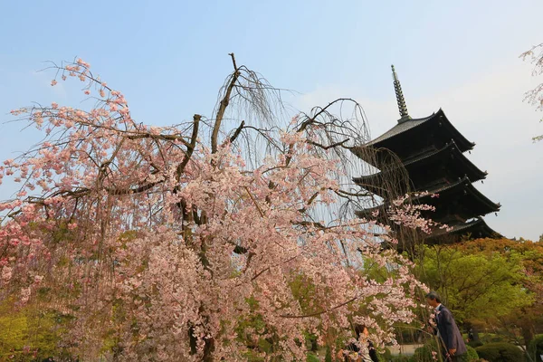 Toji Tapınağı Bahar, kyoto, Japonya