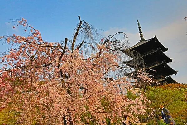 Toji-templet i våren, kyoto, japan — Stockfoto