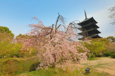 Toji Tapınağı Bahar, kyoto, Japonya