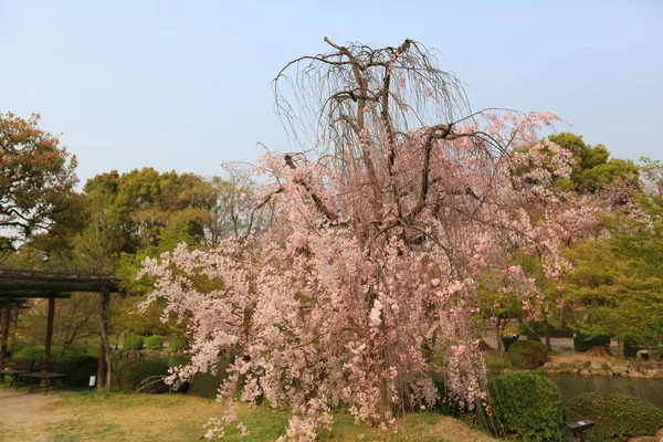 Templo de Toji na primavera, kyoto, japão — Fotografia de Stock