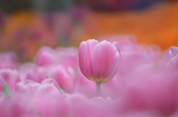 Tulpen im Frühling — Stockfoto