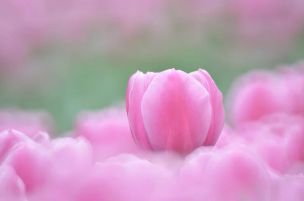 Tulpe mit grauem Bokeh-Hintergrund. — Stockfoto