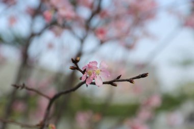 Hong kong güzel kiraz çiçeği
