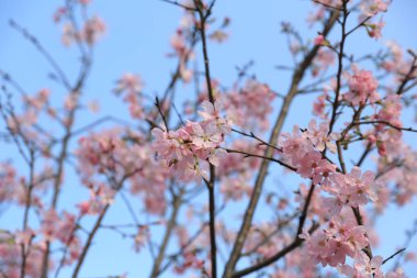 Hong kong güzel kiraz çiçeği