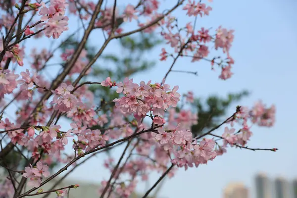 Bela flor de cereja no hong kong — Fotografia de Stock