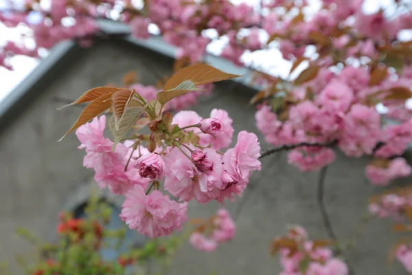 Nikka viski fabrikası Yoichi, Hokkaido — Stok fotoğraf