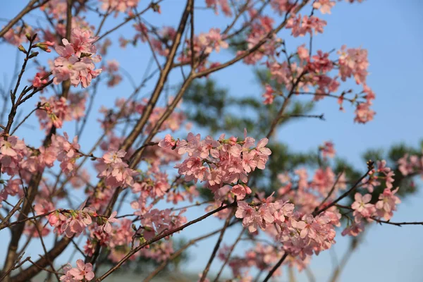 Belle fleur de cerisier dans le hong kong — Photo