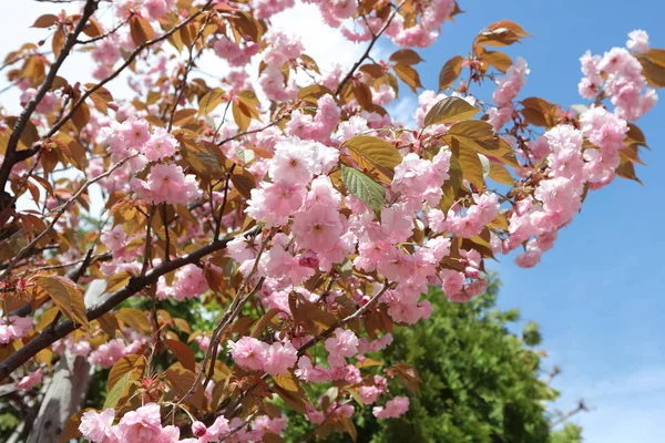 close up cherry blossom with Blue Sky Background